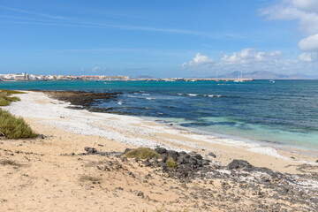 Beach covered with dried sea algae in Corralejo on Fuerteventura