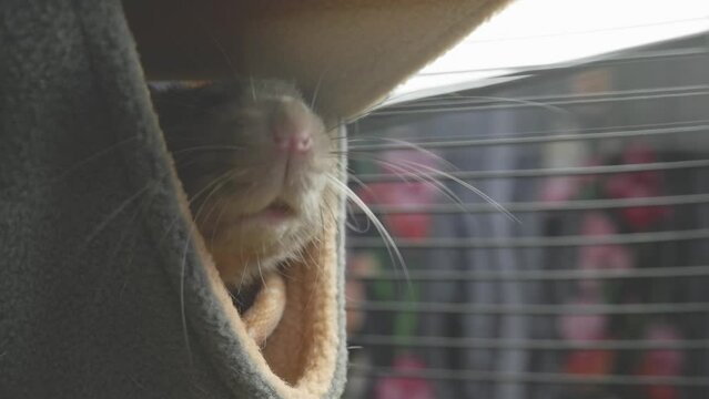 A domestic black and white rat in a cage lies in a hammock. Close-up.