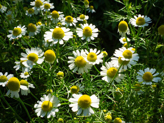 Medicinal chamomile, Matricaria chamomilla. They are used in alternative medicine. 