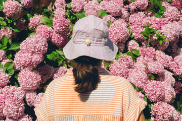 unrecognizable woman contemplating the pink flower Hydrangea macrophylla with a purple bucket hat on