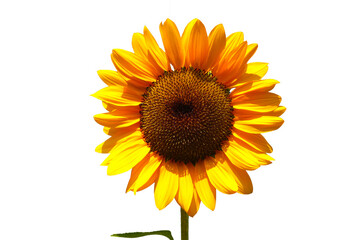 Blooming sunflower on white background.