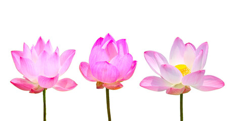 Fototapeta premium Pink lotus flower blooming on white background.