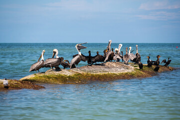 Group of brown pelicans resting on the rocks by the ocean in mexico