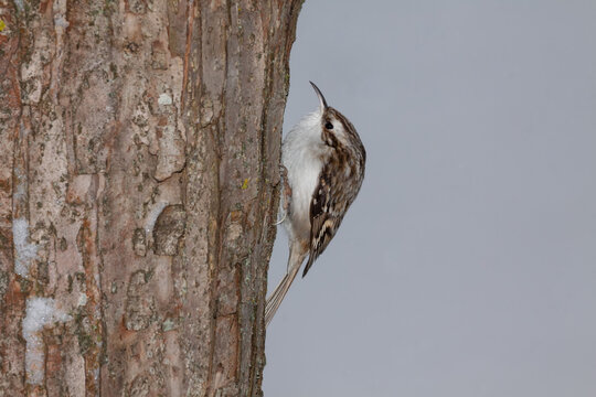 A close up of a Eurasian Treecreeper (Certhia familiaris)
