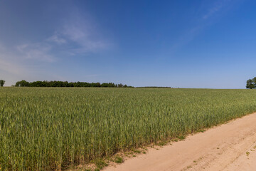 cereal growing business in eastern europe