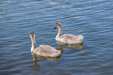 grey chicks of the white sibilant swan with grey down