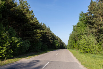 grass growing near the forest in the summer