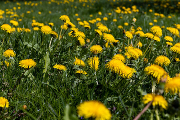 Fototapeta premium spring dandelion flowers during flowering