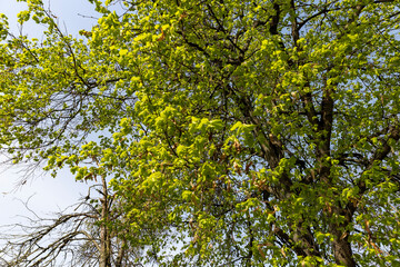 a flowering linden tree in the spring season, a spring park