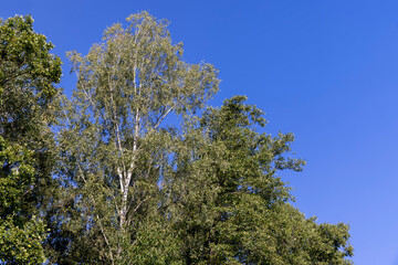 mixed forest with trees of different species in the summer season