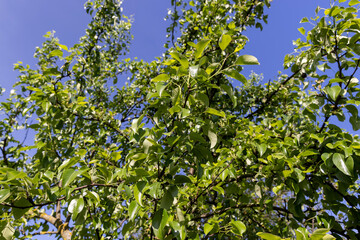 green foliage of a pear in close-up against a blue sky