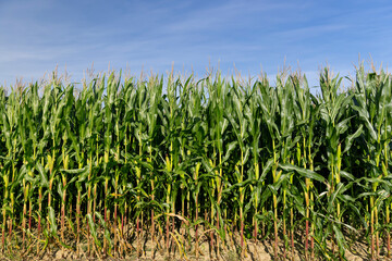 Obraz premium green corn with large ears before ripening