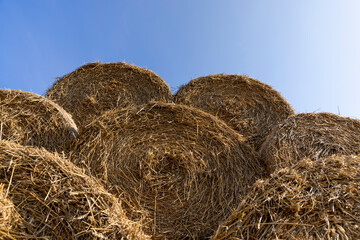 wheat straw collected in stacks after grain harvest