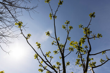 a flowering walnut tree in the spring season, a spring park
