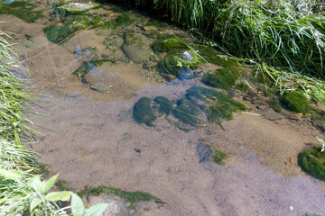 water flowing in a small narrow stream in summer