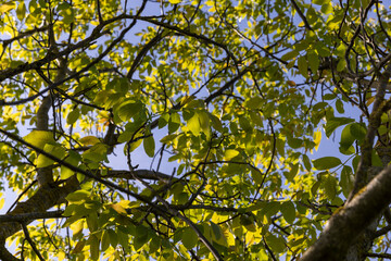 Fototapeta premium yellow-green walnut foliage in a fruit garden