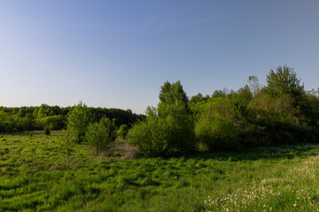 grass growing near the forest in the summer