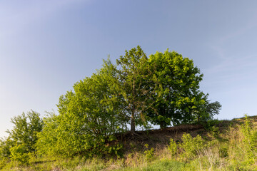 Obraz premium trees growing on a hill and a maple with green foliage
