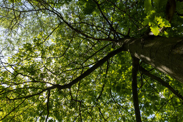 Fototapeta na wymiar oak with green foliage in the spring season
