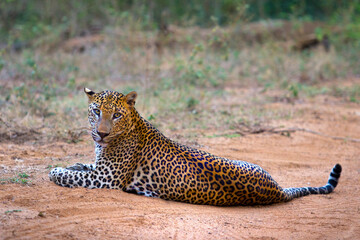 Beautiful close-up shot of a tiger lying on the ground in the savanna of Sri Lanka