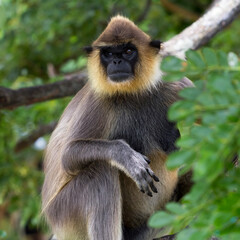 Grey langur monkey sitting on a tree in the jungle of Sri Lanka