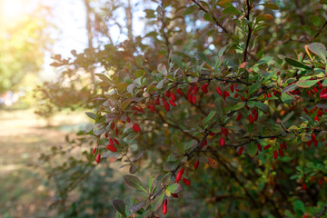 Fototapeta premium Close-up of a barberry bush with ripe red berries, captured in warm autumn light. Soft background enhances the vibrant colors of the fruit, showcasing the beauty of fall nature and seasonal harvest.