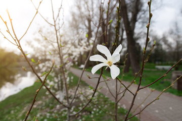 spring blooming magnolia tree. close-up