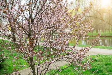 spring flowering tree. natural landscape at sunset