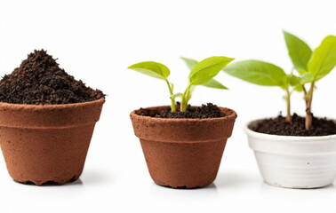 plant in a pot, Peat pots with soil and green seedling on white background. Young vegetable seedlings of transplanting into peat pots using garden tools. Seedlings in biodegradable pots