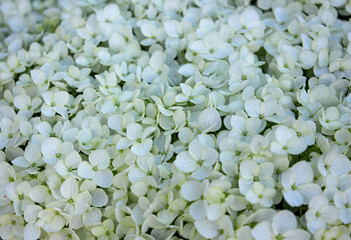 Beautiful White hydrangea Flowers tender romantic floral background. Beautiful white hydrangea...