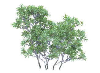 Northern bayberry branch bushes shrub isolated © Poprock3d