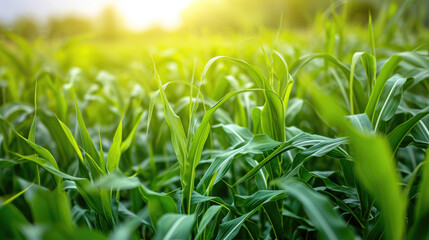 A close-up of lush green biofuel crops, such as corn or sugarcane, used for sustainable energy.