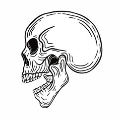 human skull illustration