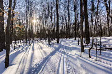 winter in the forest
