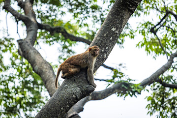 monkey on a tree