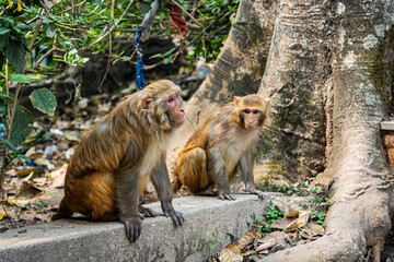 macaque sitting on the ground
