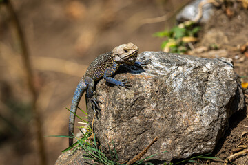 lizard on the rock