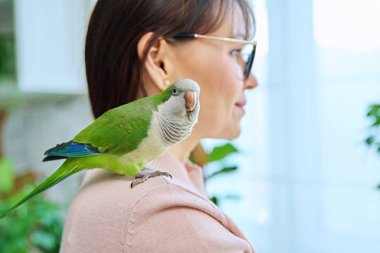 Close-up of green parrot on the shoulder of a female owner