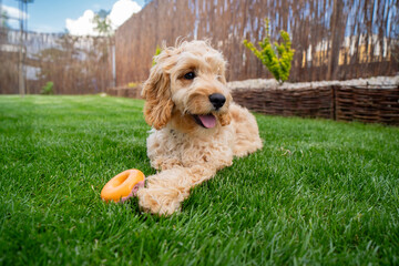 Cute dog portrait in the garden