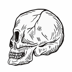 The skull is seen from the side.