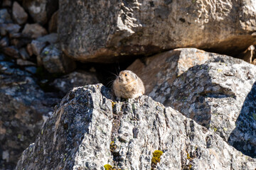 Obraz premium Pika in Moraine Lake Rockpile Trail. Banff National Park, Alberta, Canada.