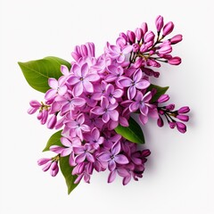 Lilac flower isolated on white background AI generated picture