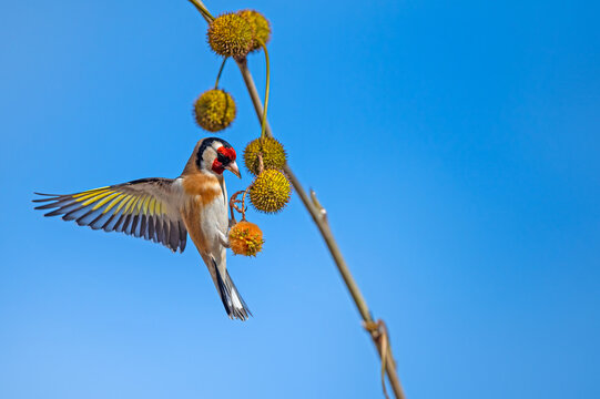 European Goldfinch (Carduelis carduelis) feeding on the seeds of the Chenar tree.