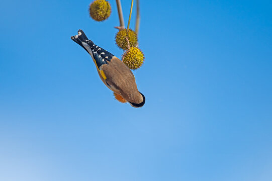 European Goldfinch (Carduelis carduelis) feeding on the seeds of the Chenar tree.