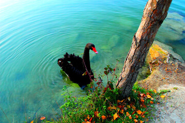 Pristine view from Lago di Boccafornace in Pievebovigliana, Valfornace (Macerata) with a black swan calmly skimming the clear aquamarine waters of the lake, creating concentric waves, near a trunk