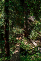 redwood forest
