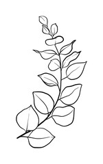 Herbal eucalyptus leaves or branches line art element for a wedding simple minimalist invitation. 