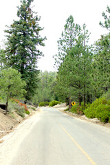 Entrada al bosque