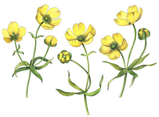 Watercolor buttercup flowers set isolated on white background, hand drawn floral illustration.
