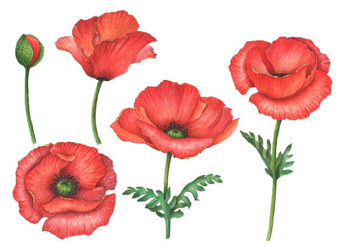 Watercolor poppy set, hand drawn floral illustration, red field flowers isolated on white background.